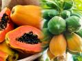 पपईसोबत अजिबात खाऊ नका ३ पदार्थ, पोट बिघडेल, पचनाचा त्रास - Marathi News | Do not eat papaya with 3 foods, stomach upset, indigestion | Latest sakhi News at Lokmat.com