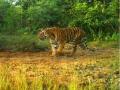 दिभना जंगलात नरभक्षक वाघ; गुराख्यावर हल्ला करून ठार केले - Marathi News | A man-eating tiger in Dibhana forest; The cowherd was attacked and killed | Latest crime News at Lokmat.com