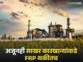 Sugarcane FRP : गाळप संपून अडीच महिने उलटले तरी साखर कारखान्यांकडे एफआरपी थकीतच! - Marathi News | Sugarcane FRP farmer sugarcane factory Even after two and a half months have passed since the end of the sugar mills, the FRP is due | Latest agriculture News at Lokmat.com
