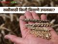 Rabi Season : रब्बी हंगामात बियाणे पुरणार का? कोणत्या बियाण्यांची किती उपलब्धता? - Marathi News | Rabi Season Will you sow seeds in Rabi season? How much availability of which seeds? | Latest agriculture News at Lokmat.com