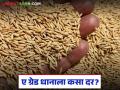 Dhan Kharedi : भात खरेदी सुरू; ए ग्रेड व सर्वसाधारण भाताला प्रतिक्विंटल कसा दिला जातोय दर? - Marathi News | Dhan Kharedi : Start buying rice; How is the per quintal rate given for A grade and general paddy? | Latest agriculture News at Lokmat.com
