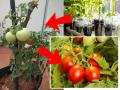 How to Grow Tomatoes at Home : कुंडीत लावा टोमॅटो, लालचुटुक टोमॅटो घरच्याघरी- महाग झाले तरी चिंता नाही - Marathi News | How to Grow Tomatoes at Home: Grow Tomatoes in a Pot | Latest sakhi News at Lokmat.com
