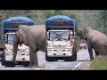 Video : हत्तीची 'टोल' वसूली! ऊस भरून नेणारा ट्रक अडवला अन्... - Marathi News | Elephant stops passing trucks to eat sugarcane, Cute video goes viral | Latest social-viral News at Lokmat.com
