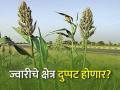ज्वारी स्वस्त होणार का? यंदा क्षेत्र दुप्पट होणार - Marathi News | Will sorghum become cheaper? This year the area will double | Latest agriculture News at Lokmat.com
