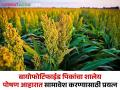 Biofortified Crops : जैवतंत्रज्ञान वर्धित पोषण धान्यांचा MDM आणि ICDS योजनांमध्ये सामावेश करण्यासाठी कार्यशाळा - Marathi News | Biofortified crops Workshop Inclusion Biotechnology Fortified Food Grains in MDM and ICDS Schemes | Latest agriculture News at Lokmat.com