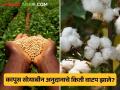 कापूस सोयाबीन अनुदानाचे किती वाटप झाले? २८ लाख खातेदार अजूनही वंचित का? - Marathi News | | Latest agriculture News at Lokmat.com