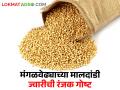 मंगळवेढा 'ज्वारीचं कोठार', इथल्या मालदांडी ज्वारीची ही रंजक गोष्ट तुम्हाला माहित आहे का? - Marathi News | Mangalvedha 'sorghum warehouse', do you know this interesting story about Maldandi sorghum? | Latest agriculture News at Lokmat.com