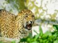 Leopard Attack: हुडहुडी भरवणारी थंडी, अन् बिबट्याची भीती... सांगा आम्ही करायचं काय ? शेतकऱ्यांचा संतप्त सवाल - Marathi News | pune leopard attack Bitter cold, fear of leopards... Tell us what we should do? Angry question from farmers | Latest pune News at Lokmat.com