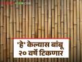 केमिकल ट्रीटमेंट केल्यास बांबू टिकतो २० वर्षे! दरही ३ पटीने मिळेल जास्त - Marathi News | Bamboo lasts 20 years if chemically treated! The rate will be 3 times higher | Latest agriculture News at Lokmat.com