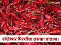 कोल्हापूरच्या शंखेश्वरी लाल मिरचीचा ठसका, क्विंटलमागे सर्वाधिक मिळाला भाव - Marathi News | | Latest agriculture News at Lokmat.com