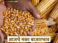 राज्याच्या मका बाजाराची काय आहे स्थिती? वाचा आजचे मका बाजारभाव - Marathi News | What is the status of the state's maize market? Read today's maize market prices | Latest agriculture News at Lokmat.com