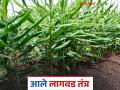 रोग व कीडमुक्त उत्पादनासाठी कशी कराल आले पिकाची लागवड; वाचा सविस्तर - Marathi News | How to cultivate for disease and pest free ginger production; Read in detail | Latest agriculture News at Lokmat.com