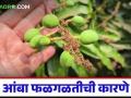 आंबा फळगळतीची कारणे समजून घेऊया, 80 टक्क्यांपर्यंत उत्पादनातील घट थांबवूया! - Marathi News | Latest News causes of mango fruit drop and stop the 80 percent decline in production | Latest agriculture News at Lokmat.com