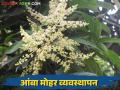 Mango Blossom Management : आंबा मोहोर जपा अन् अधिक उत्पादन मिळवा, असे करा व्यवस्थापन  - Marathi News | Latest News aamba mohor Manage mango blossom and get more yield see details | Latest agriculture News at Lokmat.com