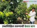 Success Story दोन एकर केशर आंबा बागेतून उच्चशिक्षित तरुणाला ८ लाखांचे उत्पन्न - Marathi News | 8 lakhs income to a highly educated youth from two acres of saffron mango orchard | Latest agriculture News at Lokmat.com