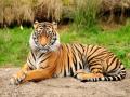राज्याच्या नियोजनाअभावी हुकली देशभरातील वाघांची आकडेवारी - Marathi News | Statistics of tigers across the country were lost due to lack of planning by the state, tiger census will be held again in Maharashtra | Latest amravati News at Lokmat.com