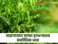 जळगावात चाफा हरभऱ्याला सर्वाधिक भाव, कुठे काय चाललेत भाव?  - Marathi News | | Latest agriculture News at Lokmat.com