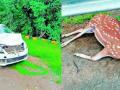 भरधाव कारच्या धडकेत चितळ ठार - Marathi News | Speedy car dash deer killed | Latest nagpur News at Lokmat.com