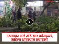 Video: निगडीत रस्त्यावर कोसळलं भलंमोठं झाड; महिला थोडक्यात बचावली, वाहतुकीवर परिणाम - Marathi News | pimpari-chinchwad video A huge tree fell on a busy road; Woman narrowly escapes, traffic affected | Latest pimpri-chinchwad News at Lokmat.com