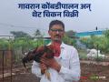Gavran Poultry Business : पुण्यात गावरान कोंबडीपालन अन् चिकनची विक्री! खवले कुटुंबियांचा यशस्वी प्रयोग - Marathi News | Gavran Poultry Business Gavran Poultry Farming and Selling Chicken successful experiment of Khawle family | Latest agriculture News at Lokmat.com