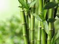 जागतिक बांबू दिन; ग्लाेबल वार्मिंगच्या समस्येवर बांबू हे रामबाण औषध - Marathi News | World Bamboo Day; Bamboo is the panacea for the problem of global warming | Latest nagpur News at Lokmat.com