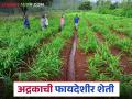 Ginger Farming : धानाच्या मातीत बहरले अद्रक, चंद्रपूरच्या शेतकऱ्याचा यशस्वी प्रयोग, वाचा सविस्तर - Marathi News | Latest news Agriculture News Ginger farming is an alternative to paddy farming by chandrapur farmer | Latest agriculture News at Lokmat.com