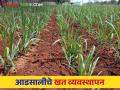 Sugarcane Fertilizer Schedule : आडसाली उसात कशी द्याल खते पहा सविस्तर वेळापत्रक - Marathi News | Sugarcane Fertilizer Schedule : How to apply fertilizers in sugarcane see detailed schedule | Latest agriculture News at Lokmat.com