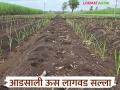 आडसाली ऊस लागवड करताय? कसे कराल नियोजन? वाचा सविस्तर - Marathi News | Are you planting sugarcane in Adsali? How will you plan? Read in detail | Latest agriculture News at Lokmat.com