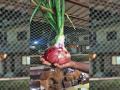 अबब! कांदा नव्हे; हा तर पाऊण किलोचा कांदोबा! - Marathi News | Not an onion; This is half a kilo of kandoba! | Latest sangli News at Lokmat.com