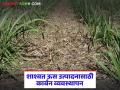 Sugarcane : ऊसामधील कार्बन व्यवस्थापन शास्त्रशुद्ध पद्धतीने कसे करावे? - Marathi News | Sugarcane : Carbon Management in Sugarcane | Latest agriculture News at Lokmat.com