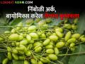 Organic Farming: कीटकनाशके झाली महाग; निंबोळी अर्क, बायोमिक्सने करा रोगांचा मुकाबला - Marathi News | Organic Farming: Pesticides Become Expensive; Fight diseases with Nimboli extract, biomix | Latest agriculture News at Lokmat.com