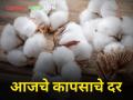 Todays Cotton Rates : आज कापूस दरात किती झाली सुधारणा? - Marathi News | Todays Cotton Rates: How much has the cotton rate improved today? | Latest agriculture News at Lokmat.com