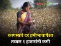 कापसाचे दर हमीभावापेक्षा तब्बल १ हजारांनी कमी - Marathi News | maharashtra agriculture farmer today price of cotton maarket yard almost 1 thousand less than the guaranteed price | Latest agriculture News at Lokmat.com