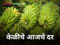 केळीचे दर ५०० रूपयांपासून साडेपाच हजारांपर्यंत - Marathi News | maharashtra agriculture farmer market rate fruit Banana rates from 500 to 5500 rupees | Latest agriculture News at Lokmat.com