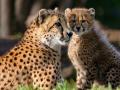 भारतात तब्बल ७३ वर्षांनंतर पुन्हा धावणार आफ्रिकेचा चित्ता - Marathi News | African Cheetah will run again after 73 years in India | Latest nashik News at Lokmat.com