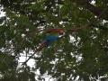 तो आफ्रिकन मकाऊ पोपट पकडण्यात शासकीय यंत्रणेला अपयश - Marathi News | Government agencies finally fail to catch macaw parrots | Latest sangli News at Lokmat.com