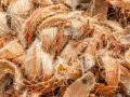 Coconut Husk : अत्यंत उपयोगी आहेत निरुपयोगी समजून फेकून दिल्या जाणाऱ्या नारळाच्या शेंड्या, फायदे जाणून थक्क व्हाल - Marathi News | Coconut Husk Coconut husks are very useful and are thrown away as useless, you will be amazed to know the benefits | Latest jarahatke Photos at Lokmat.com