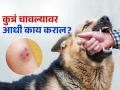 कुत्रं चावल्यावर तातडीने करा 'हे' काम, किरकोळ म्हणत कानाडोळा केला तर रेबिजने तडफडून मराल - Marathi News | What to do after dog bite and when should the injection be done | Latest sakhi News at Lokmat.com