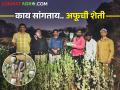 कांदा, शेवंतीच्या शेतात केली चक्क अफूची शेती पुढे काय झालं? - Marathi News | opium cultivation in onion and chrysanthemum field, what happened next? | Latest agriculture News at Lokmat.com