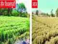 कडाक्याच्या थंडीने शेतामधील लाखमोलाचे अद्रक करपले - Marathi News | ginger crop burnt due to cold weather in pishor | Latest chhatrapati-sambhajinagar News at Lokmat.com