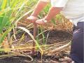 उसाला खत देण्यासाठी शेतकऱ्यांनी विकसित केली स्मार्ट पहार - Marathi News | Smart Pahar developed by farmers to give sugarcane fertilizer | Latest satara News at Lokmat.com