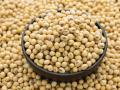 कृषी उत्पन्न बाजार समितीत सोयाबीनची आवक वाढली! - Marathi News | soybean arrival increased in Agricultural Produce Market Committee | Latest buldhana News at Lokmat.com