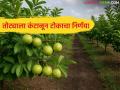 Agriculture crisis : तोट्याला कंटाळून टोकाचा निर्णय; शेतकऱ्याने सहा एकर पेरू बाग उद्ध्वस्त केली - Marathi News | latest news Agriculture crisis: Tired of losses, extreme decision; Farmer destroys six acres of Peru orchard | Latest agriculture News at Lokmat.com