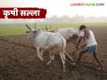 Krushi Salla : मराठवाड्यातील शेतकऱ्यांसाठी बदलत्या हवामानात महत्त्वाचा सल्ला वाचा सविस्तर - Marathi News | latest news Krushi Salla: Important advice for farmers in Marathwada in changing climate Read in detail | Latest agriculture News at Lokmat.com