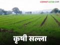 Agro Advisory : मराठवाडा कृषी विद्यापीठाने दिल्या आहेत 'या' शिफारशी वाचा सविस्तर - Marathi News | Agro Advisory: Marathwada University has given 'these' recommendations, read in detail | Latest agriculture News at Lokmat.com