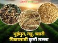 agro advisory : भुईमुग, गहू, ज्वारी पिकासाठी मराठवाडा कृषी विद्यापीठाने दिलाय कृषी सल्ला वाचा सविस्तर - Marathi News | agro advisory: Marathwada Agricultural University has given agricultural advisory for groundnut, wheat, jowar crops. Read in detail | Latest agriculture News at Lokmat.com