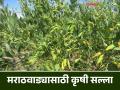 Agro Advisory : बदलत्या हवामानात असे करा पिकांचे नियोजन - Marathi News | Agro Advisory: Plan your crops like this in changing weather conditions | Latest agriculture News at Lokmat.com