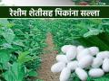 Agro Advisory : रेशीम शेतीसह पिकांना विद्यापीठाने काय दिला सल्ला ते वाचा सविस्तर - Marathi News | Agro Advisory: Read in detail what advice the university gave for crops including sericulture | Latest agriculture News at Lokmat.com