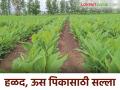 agro advisory : ऊस, हळद पिकासाठी विद्यापीठाने जारी केला कृषी सल्ला वाचा सविस्तर - Marathi News | agro advisory: University issues agricultural advisory for sugarcane, turmeric crops, read in detail | Latest agriculture News at Lokmat.com
