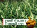 Agro Advisory : उन्हाळी तीळ, हळद आणि इतर पिकांसाठी कृषी सल्ला वाचा सविस्तर - Marathi News | Agro Advisory: Read detailed agricultural advisory for unhali til, halad and other crops | Latest agriculture News at Lokmat.com